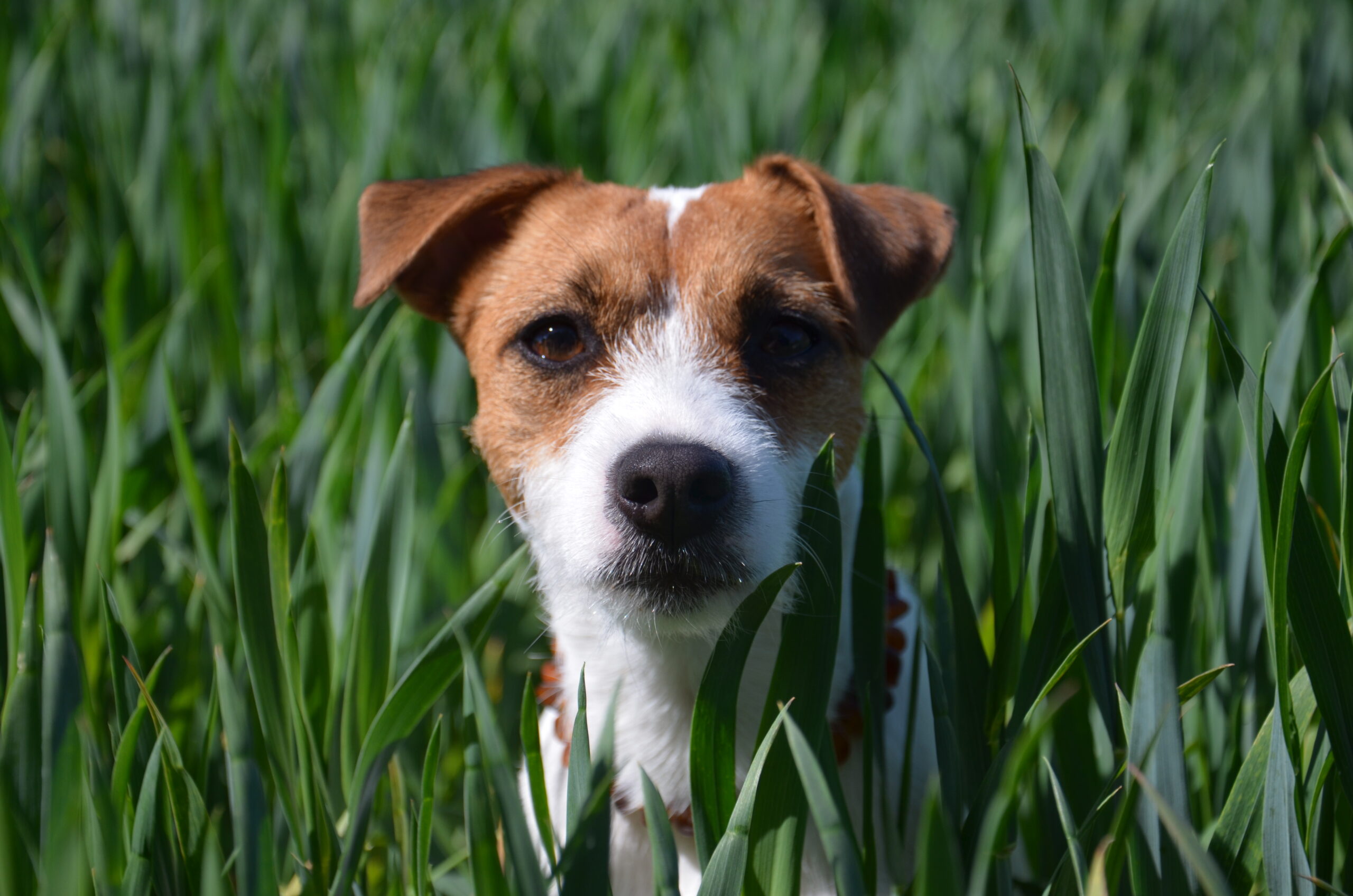 Hund im Gras