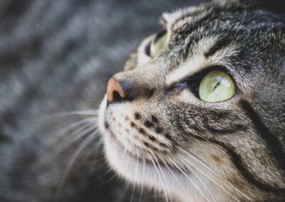 Getiegerter Kater freut sich auf sein leckeres Katzenfutter.