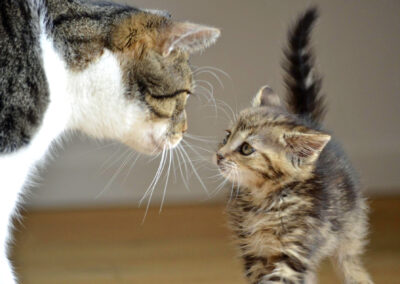 Katze und ihr Kitten vor der Fütterung mit unserem Katzenfutter.